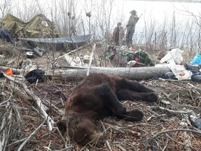 Стало известно о состоянии переживших нападение медведя вахтовиков в Якутии  | 360°