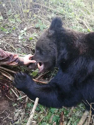 Японцы обсуждают нападение медведя на рыбака | Япония глазами одного  гайджина | Дзен