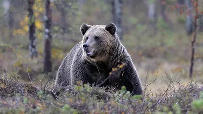 Что делать, если встретил медведя в лесу