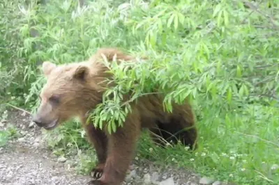 Медведь растерзал тело: хищник убил подростка и ранил туриста - KP.RU