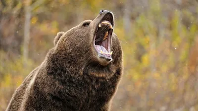 В России бабушка кинулась на медведя, спасая внуков. Она атаковала хищника  лейкой - PrimaMedia.ru