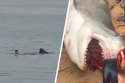 Нападения акул фото