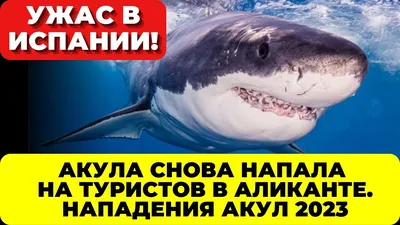 Это не кино: 6 страшных случаев, когда акулы нападали на людей в 2023-м |  РБК Life