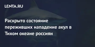 СМИ: 64-летний серфер из Австралии доплыл до берега после нападения акулы