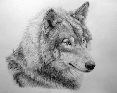 How to draw a face of a wolf with a pencil. A detailed lesson. - YouTube