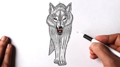 How to draw a wolf - YouTube