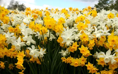 Картинка Нарциссы белые и желтые » Нарциссы » Цветы » Картинки 24 - скачать  картинки бесплатно