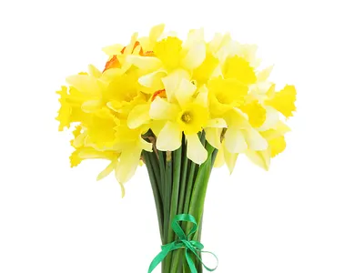 Картинка Букеты Желтый цветок Нарциссы белым фоном