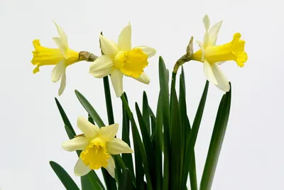 Весна в вазе: советы флориста о том, как сохранить срезанные нарциссы -  Декор