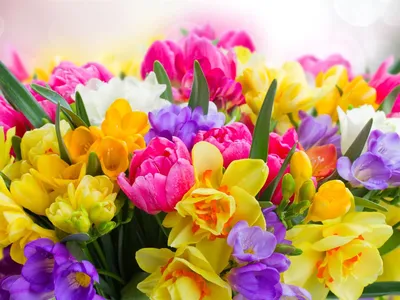 Весенние цветы картинка #430362 - Фото Яркие весенние цветы-тюльпаны,  фрезии и нарциссы - скачать
