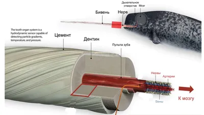 Скромное обаяние самца нарвала – GoArctic.ru – Портал о развитии Арктики