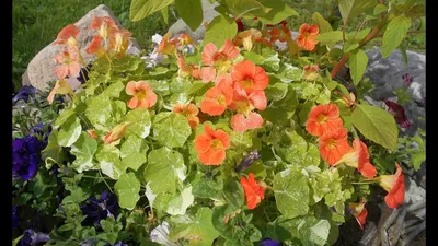 Настурция цветок: фото, описание, как выглядит, выращивание, посадка, уход