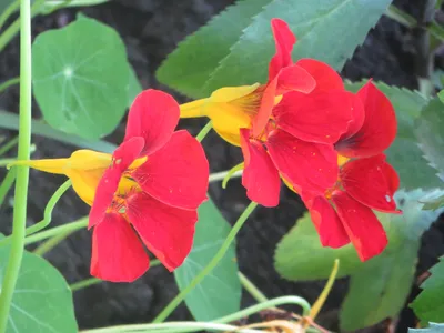 Красавица настурция: выращивание, размножение — dacha-news