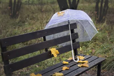 Фотограф Наталья Бочкарева (Natalia Bochkareva) - Дождливый день в парке...  #1998878. 35PHOTO | Парк, Осенние картинки, Натал