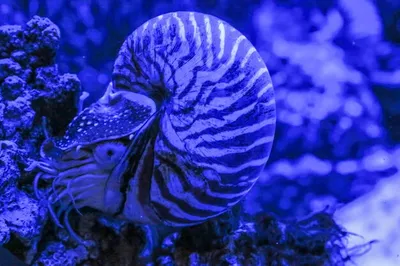 Моллюск nautilus pompilius сидит на коралле фото в синем цвете | Премиум  Фото