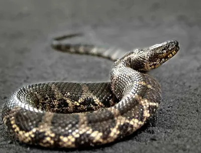 Змеиная активность на Кубани: какие змеи водятся и что делать при их  обнаружении