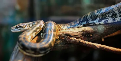 Фигурки змей со змеиным скрытием, змея из резины, страшная змея, пугающие  птицы, змея, удав, Коралловая змея, стиль 2, плюшевые | AliExpress