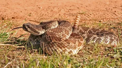 Биологи открыли новый вид ядовитых змей с «ресничками» в Таиланде