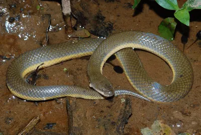 Группа Homalopsidae змей вод и их общее название Bockadam змей грязи змей  воды змей Indoaustralian воды Стоковое Фото - изображение насчитывающей  пук, гад: 189029838