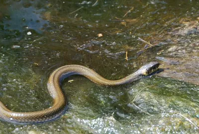 Популярные виды змей - Желтобрюхий полоз — самая крупная змея в Европе.  Полоз раньше был одним из наиболее распространённых видов змей в Европе, но  теперь встречается в основном в Предкавказье, на Кавказе