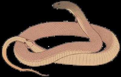Виды змей, которые были описаны в 2016 году - Форум Serpentes. Все о змеях  (содержание, разведение и уход)