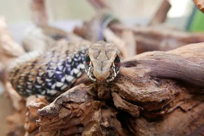 Гадюка Змея Является Одним Из Видов Зубчатых Рептилий В Семье Colubridae  Своим Общим Названием Водяной Змеи Он Обязан Своей Большой Б — стоковые  фотографии и другие картинки Агрессия - iStock