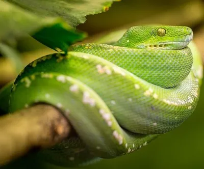 Четвероногие змеи и безногие ящерицы | Кот-ученый | Дзен