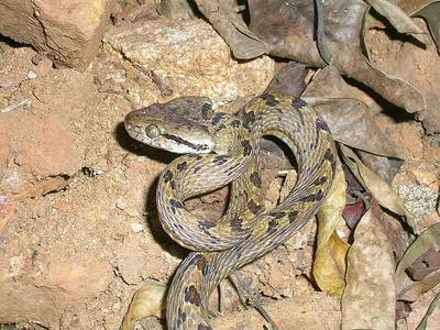 Группа Водяных Змей Homalopsidae Общее Название Водяные Змеи Индо  Австралийские стоковое фото ©kampwit 226894246