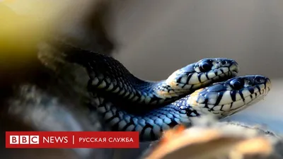 Рейтинг опасных ядовитых змей в Камбодже. Что делать при встрече со змеей?