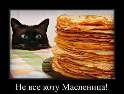 Не все коту Масленица!