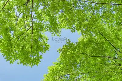 Зеленые листья голубого неба изображение_Фото номер 502384131_JPG Формат  изображения_ru.lovepik.com