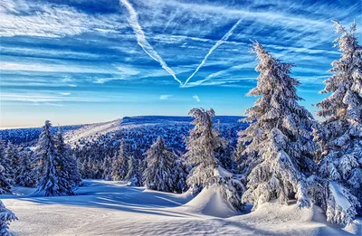 Фото Чехия Jeseníky Mountains Ель Зима Горы Природа лес Небо снега