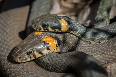Топ 5 неядовитых удивительных змей | UNKNOWN PLANET | Дзен