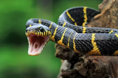 Вот гад: каких змей стоит бояться россиянам | Статьи | Известия