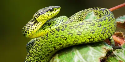 Как распознать ядовитую змею? Вглядитесь в неё — Секрет фирмы