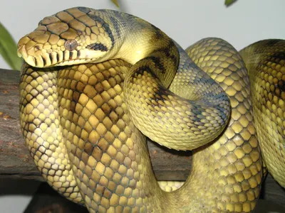 Новый вид неядовитых змей найден в Парагвае: 17 мая 2022, 18:19 - новости  на Tengrinews.kz