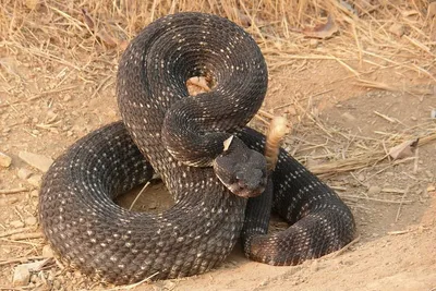 Terrabacterin - Обыкновенная ремневидная змея (Imantodes cenchoa) — вид неядовитых  змей из рода Тупоголовых ремневидных змей (Imantodes), семейства  Ужеобразных (Colubridae). Общая длина достигает 2 м. Обитает от южной  Мексики через Центральную Америку