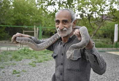 Биолог предупредила, что категорически нельзя делать после укуса змеи - МК  Санкт-Петербург