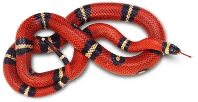 Как отличить ядовитую змею от неядовитой? | Вокруг Света