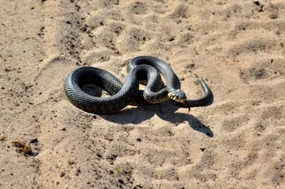 Пыхтящая змея phrynonax poecilonotus — вид неядовитых змей семейства  colubridae. | Премиум Фото
