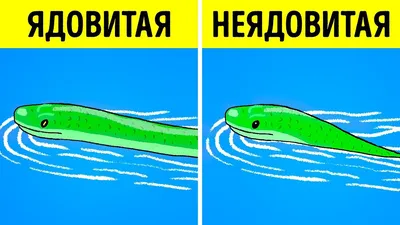 Красивы и опасны? Интересными кадрами и фактами о змеях ЕАО поделился  фотограф-натуралист - PrimaMedia.ru