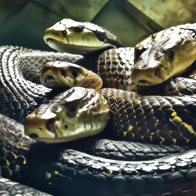 НОРА Товары для Животных - 🚩Интересные факты о змеях: 🔹Змеи найдены на  всех континентах, кроме Антарктиды и нескольких крупных островов, таких как  Новая Зеландия и Ирландия, а также множества мелких островов Атлантического