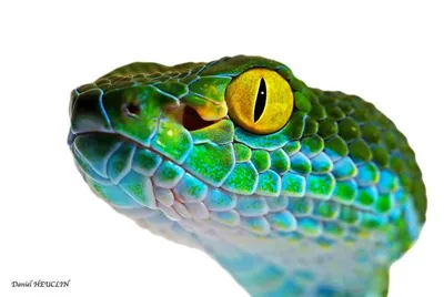 Бородавчатые змеи — Википедия