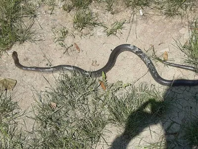 В Парагвае обнаружили новый редкий вид неядовитых змей | ИА Красная Весна