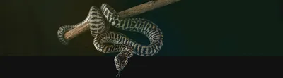 В Парагвае найден новый вид неядовитых змей: Наука: Наука и техника:  Lenta.ru