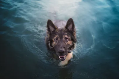 Картинки Немецкая овчарка собака Плывет воде животное