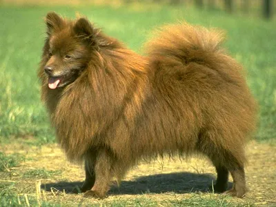 Большой немецкий шпиц (Deutscher Gross Spitz, Giant German Spitz) | ZOODOM