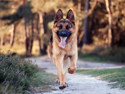 Бегущая немецкая овчарка с высунутым языком — Фото на аву | German shepherd  puppies, Shepherd puppies, Shepherd dog breeds