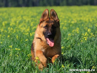 Немецкая овчарка (GERMAN SHEPHERD) — одна из самых умных собак (фото,  видео, описание породы)