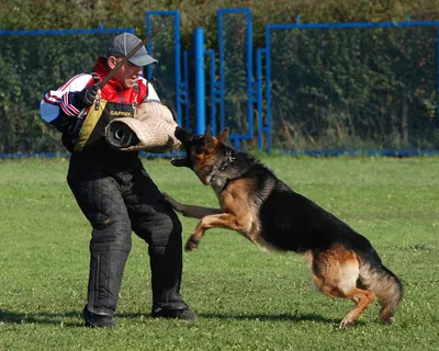 Немецкая овчарка (German Shepherd Dog) - это одна из самых популярных пород  собак. Отзывы, описание и фото породы.